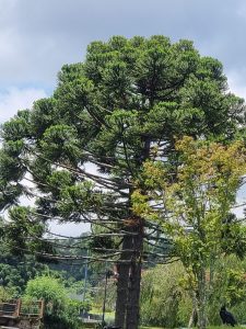 Foto de Araucária na fábrica da ITM