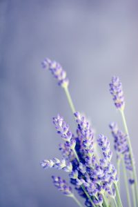 Foto de lavanda, simbolizando a tecnologia de microcápsulas de cheiro para tecidos para forro da ITM. 