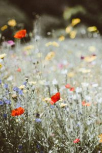 Foto flores no campoa, simbolizando a tecnologia de microcápsulas de cheiro para tecidos para forro da ITM. 