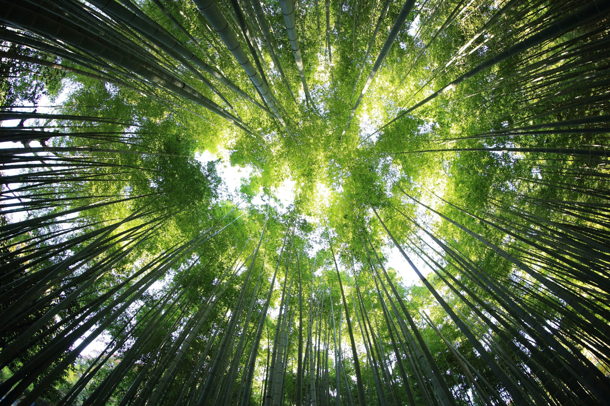 15 anos de energia 100% renovável: como a ITM Têxtil transforma sustentabilidade em tecnologia têxtil